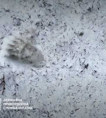 На гірських маршрутах поруч із державним кордоном з’явилося багато ведмедів