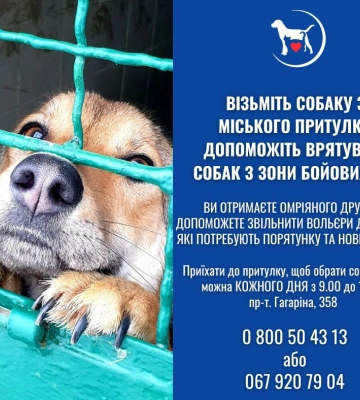 Харьковчан просят взять животных из городского приюта: вольеры переполнены