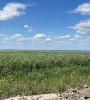 Замість води — 150 гектарів густого лісу: еколог розповів про флору на Каховському водосховищі