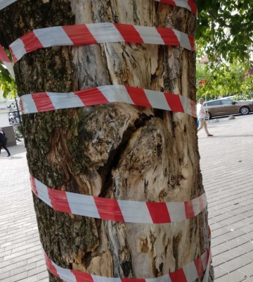 У центрі Луцька зріжуть аварійне дерево