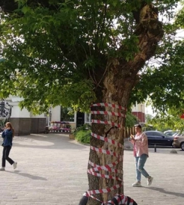 У центрі Луцька видалятимуть аварійне дерево 
