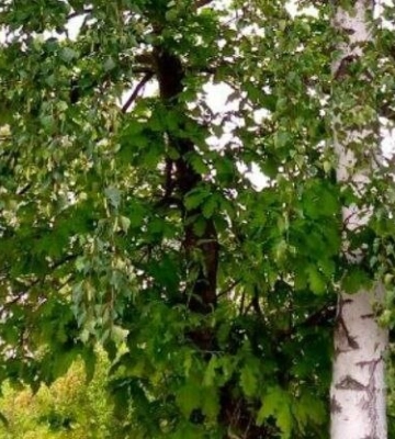 На Полтавщині очікуються місцями грози