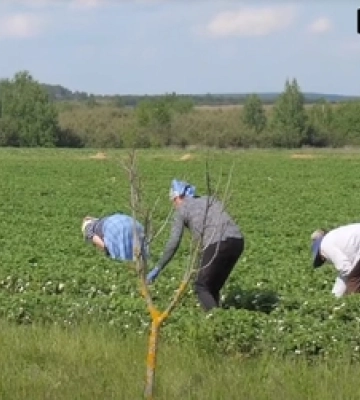 Скільки цьогоріч можна заробити на полуниці в Хорохорині на Волині