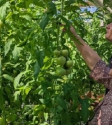 У Зорі вирощують овочі без хімікатів
