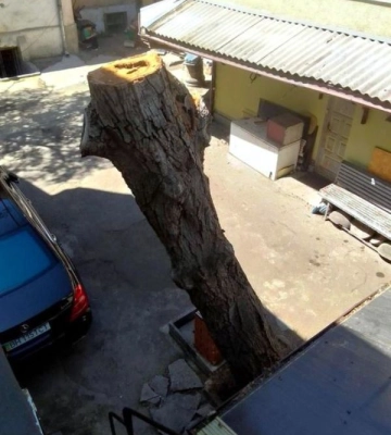 В центрі Одеси незаконно зрубали дерево