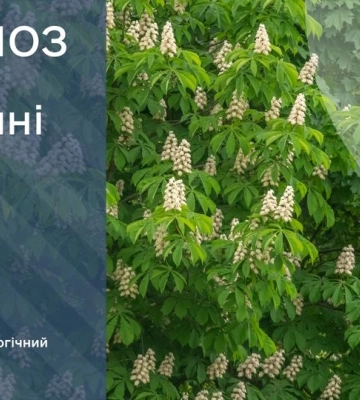 Прогноз погоди на 24 травня Київ та область: Київ 24-26° та область 21-26°