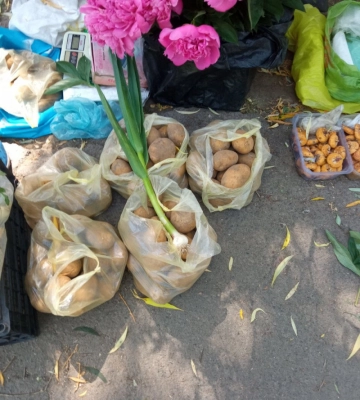 Скільки коштує молода картопля на ринках та у супермаркетах Луцька