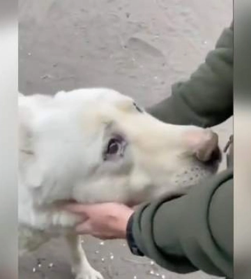 Скільки болю в його очах: мережу розчулило відео з алабаєм, врятованим під Вовчанськом