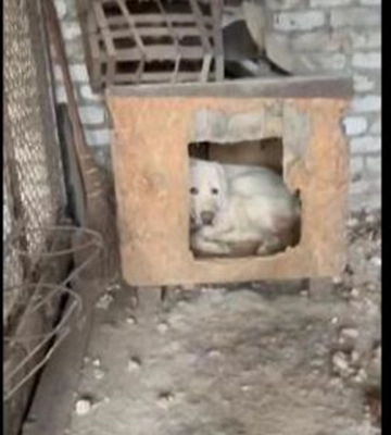 Под Волчанском спасли алабая