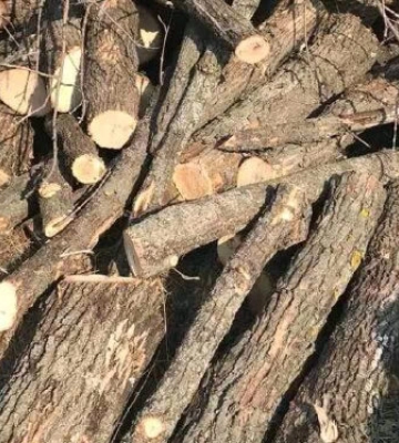 У лісосмузі в Кропивницькому районі вирубали дерев на понад 100 тис. грн