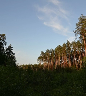 Волинські прокурори вимагають повернути державі лісові землі