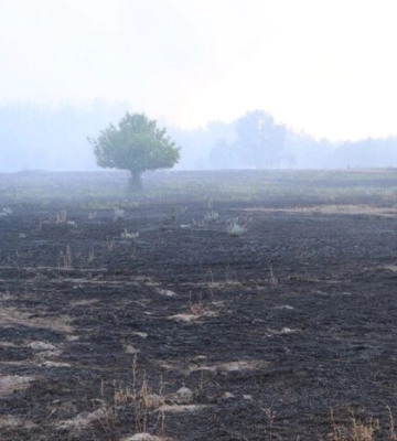 Вогнеборці показали наслідки масштабної лісової пожежі під Вишгородом