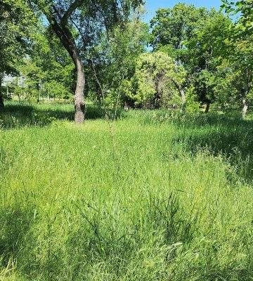 Парк &quot;Юність&quot; перетворився на джунглі