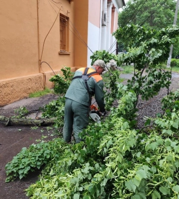 Через вітер в Одесі впали дерева та великі гілки