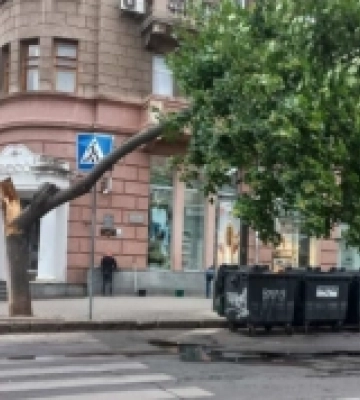 Через вітер в Одесі впали дерева та великі гілки