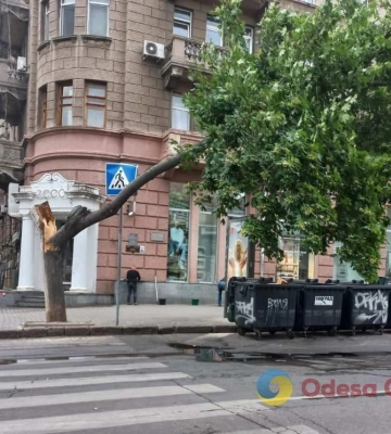 Через вітер в Одесі впали дерева та великі гілки