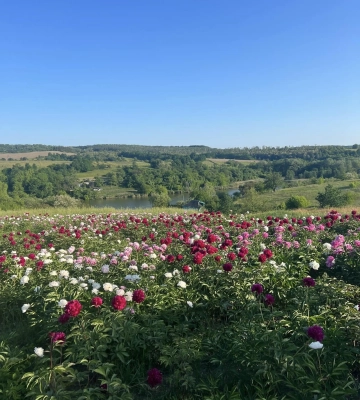 Яр півоній на Черкащині не закриватимуть, але запровадять обмеження