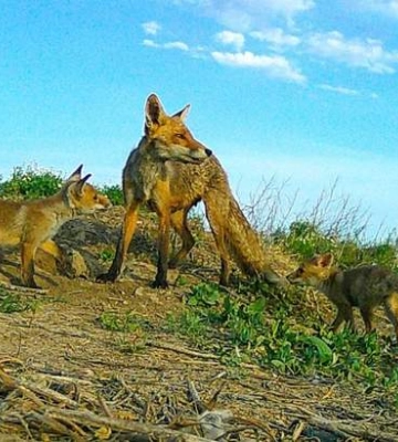 Ходять в гості: на Одещині спостерігають незвичну поведінку тварин, які завжди конкурували