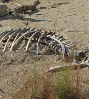 У серці України знайдено гніздо динозаврів: де саме жили доісторичні гіганти