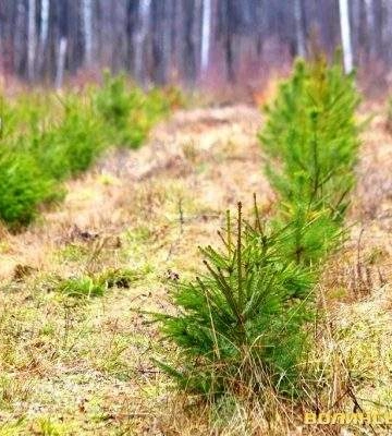Навесні в Миколаївській області висадили в 11 разів більше гектарів лісу, ніж рік тому