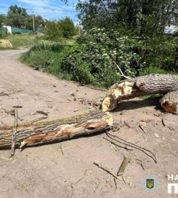 У Полтаві на чоловіка впало дерево: постраждалий загинув