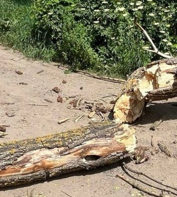 У Полтаві на чоловіка впало дерево: постраждалий загинув