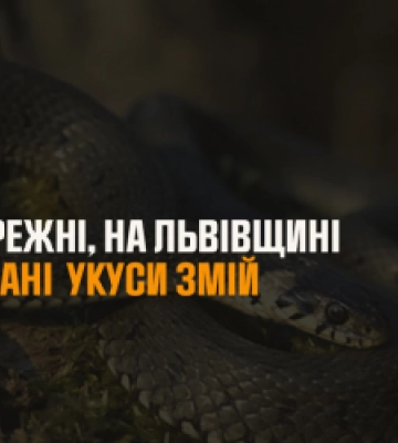 На Львівщині через укус змії чоловік потрапив до лікарні