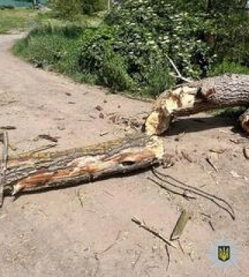 Загинув полтавець, на якого впало дерево