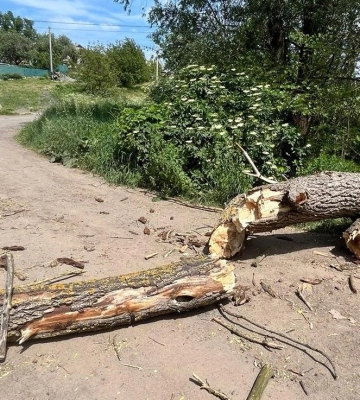 Загинув полтавець, на якого впало дерево