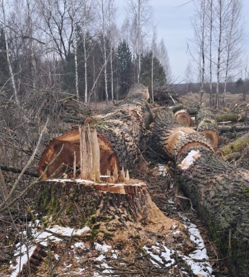 Малинська міськрада сплатить понад 1,5 млн гривень за шкоду від незаконної порубки тополь