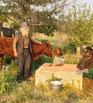 Тікав від війни: дідусь з трьома коровами пішки евакуювався на Полтавщину