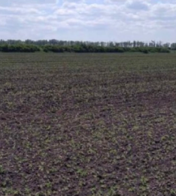 Мерія Львова виявила понад 120 га захопленої землі, серед них – цвинтар