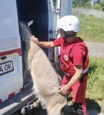 Останніх мешканок прикордонного села Сумщини довелось евакуювати разом козами