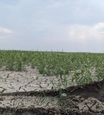 Рік без Каховського водосховища: як виживає український південь