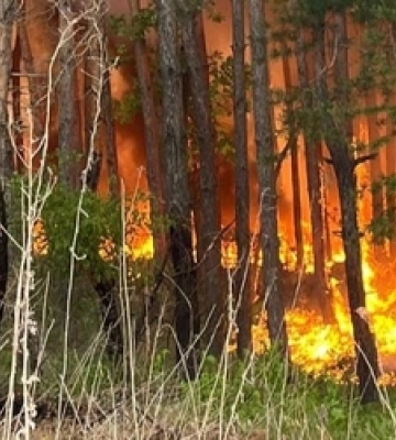 На Харківщині горять майже 4 тисячі гектарів лісу 