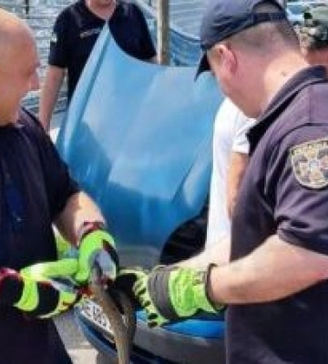 Вирішила покататися: у Дніпрі змія залізла під капот автівки