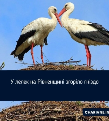 У лелек на Рівненщині згоріло гніздо
