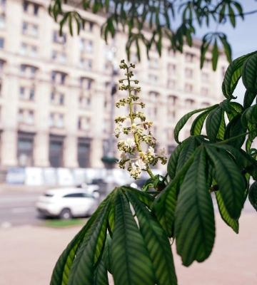 11 июня киевлян ждет самый теплый день недели, впереди - похолодание