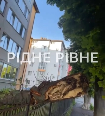 Біля будинку у Рівному впало чимале дерево