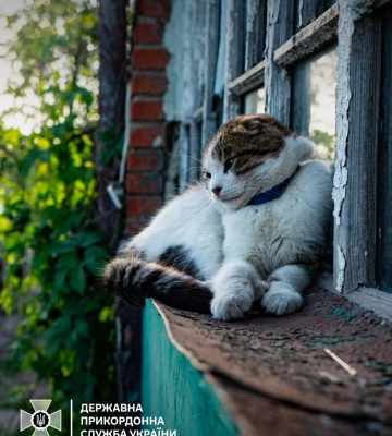 Кота на Харьковщине спасли пограничники, Джо теперь живет на фронте 