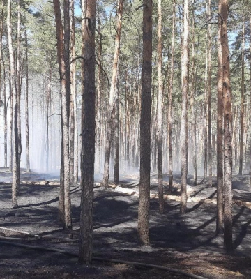 У лісах Полтавщини оголосили найвищий рівень пожежної небезпеки
