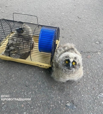 Олександрійські рятувальники повернули до гнізда двох совенят