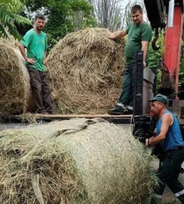 У селі Романів для Луцького зоопарку заготовили вісім тонн сіна