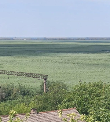 На дні колишнього Каховського водосховища на пісках знайшли тополі