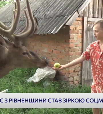 Олень Борис з Рівненщини став зіркою соцмереж