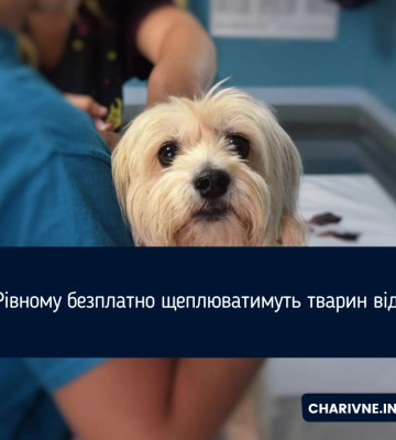 У Рівному безплатно щеплюватимуть тварин від сказу