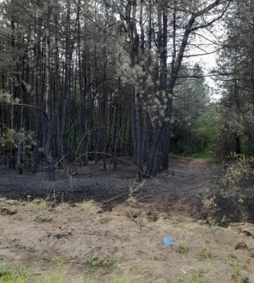 На Одещині згорів великий лісовий масив