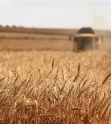 Росіяни з ТОТ вивезли мінімум 30 тисяч тонн аграрної продукції - ЦНС