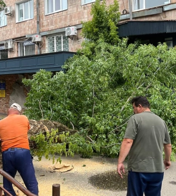 У Луцьку впало дерево та завалило вхід до офісних приміщень