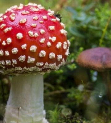На Львівщині 26-річна жінка отруїлась мухоморами, які купила в Інтернеті